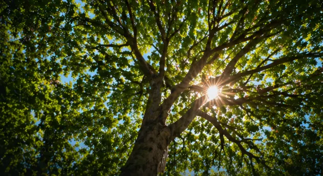 Tree with light filtering through the branches
